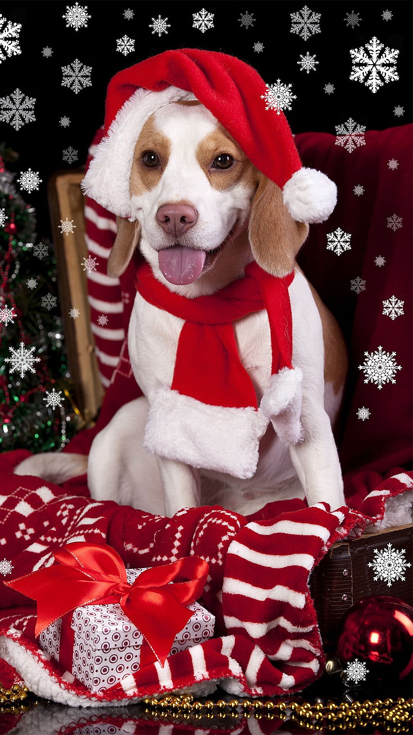 7 Christmas Puppies aesthetic dog christmas HD wallpaper  Pxfuel
