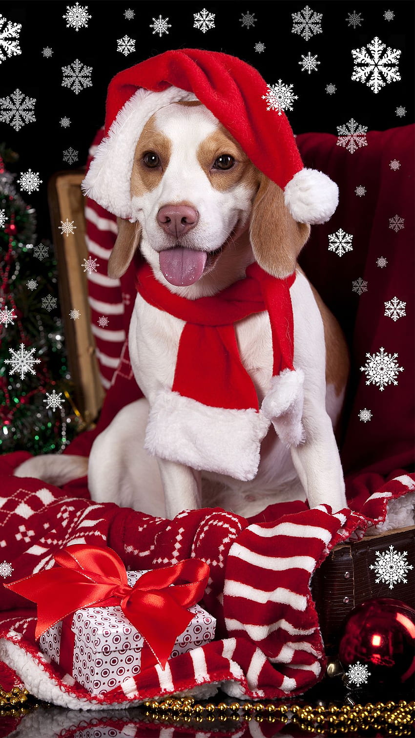 iPhone Christmas Wallpaper Christmas Puppy  50 Christmas Wallpapers That  Are Perfect For Your Home Screen  POPSUGAR Tech Photo 25