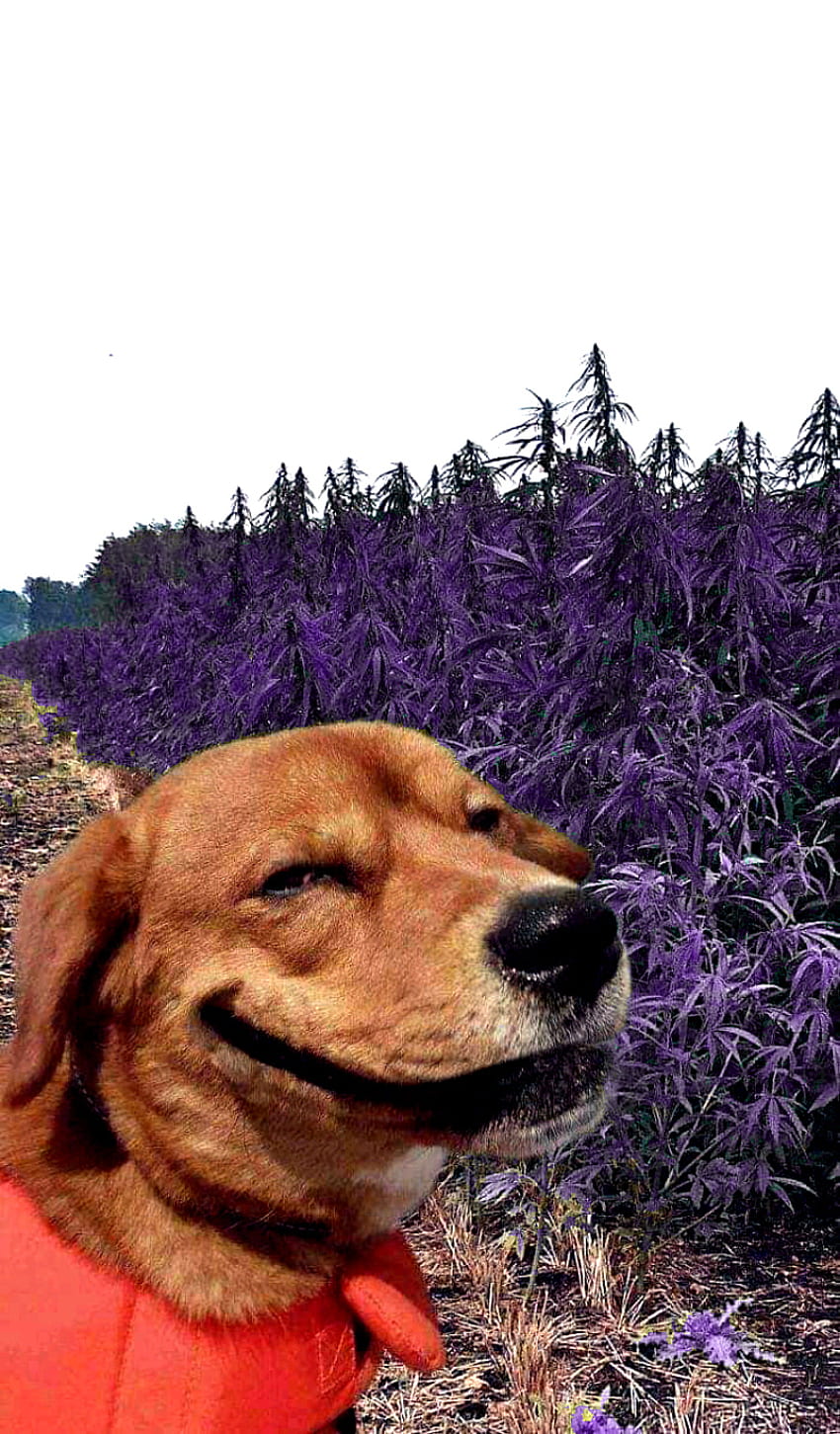 Happy dog, aesthetic, sky, companion dog, mariguana, feliz, perro, morado HD phone wallpaper