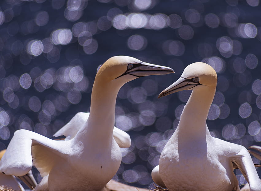 Gannets, aquatic bird HD wallpaper
