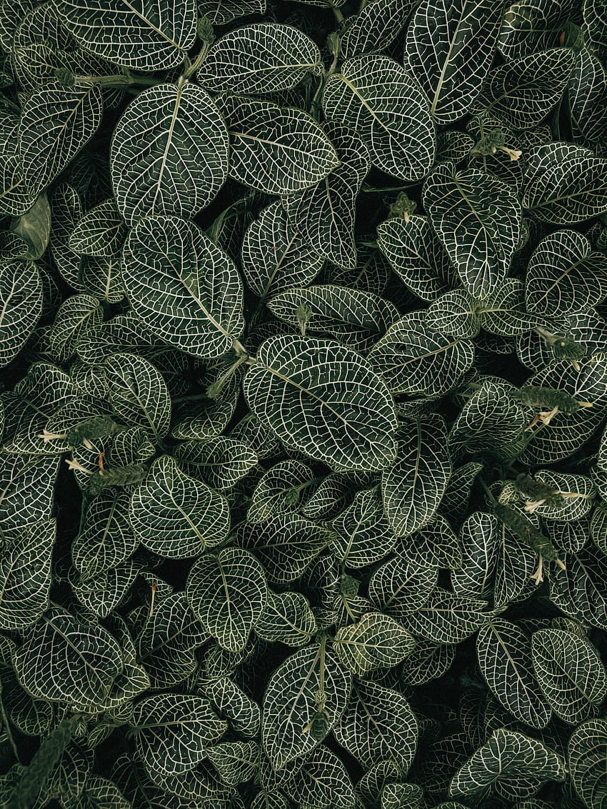 Leaves, Plant, Macro, Veins HD phone wallpaper | Pxfuel