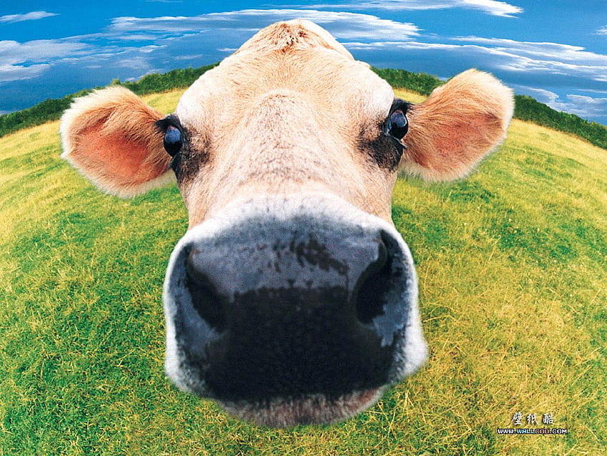 Farm Animals Wallpaper 58 images