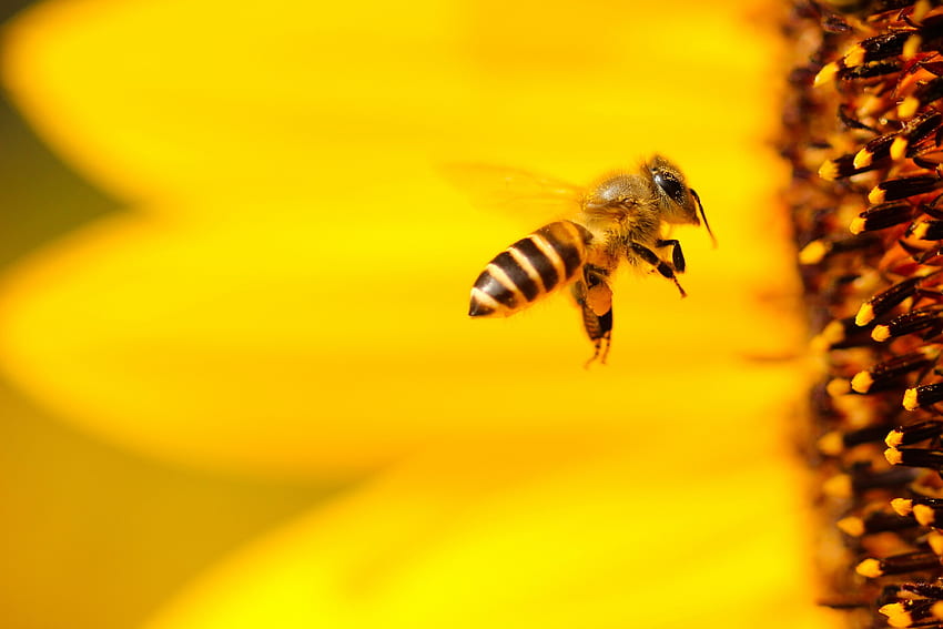Bee . & Stock, Yellow Honey Bee HD wallpaper