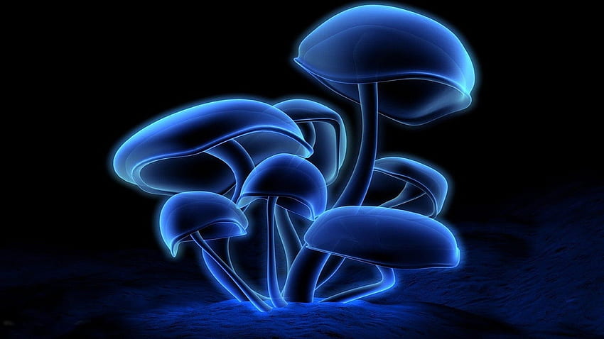 Cool Glow, Colour Mushrooms HD wallpaper