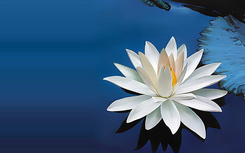Download Budding Lotus Flowers Aesthetic Wallpaper | Wallpapers.com