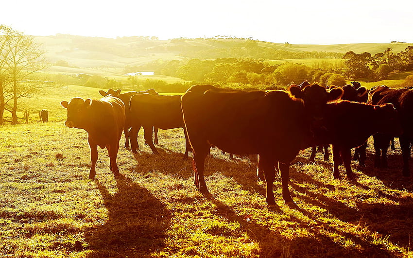 牛、動物、草、太陽 高画質の壁紙