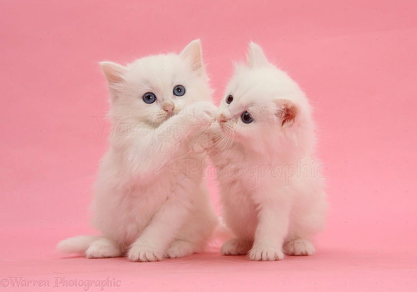 100 Cute Kitties Wallpapers  Wallpaperscom