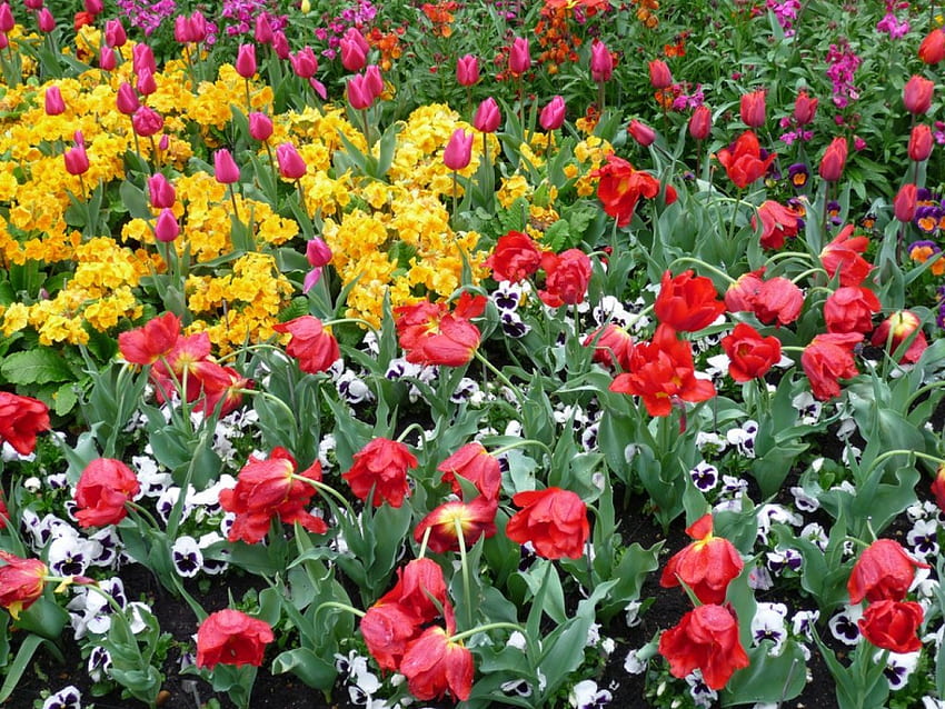 every color every flower, color, flower HD wallpaper