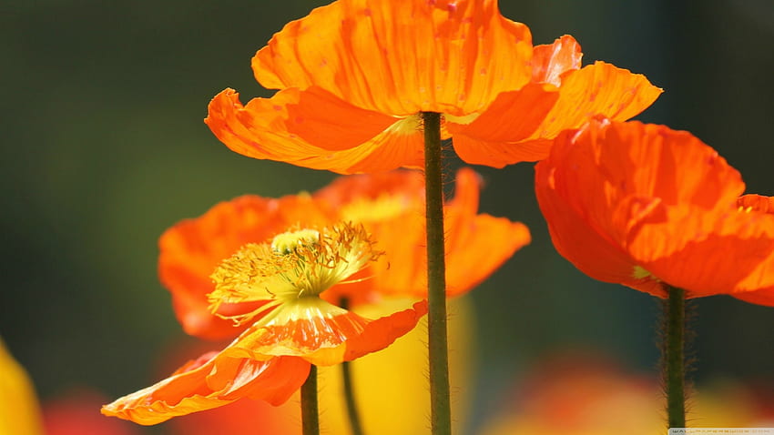 Orange Poppies Ultra Background for U TV : & UltraWide & Laptop