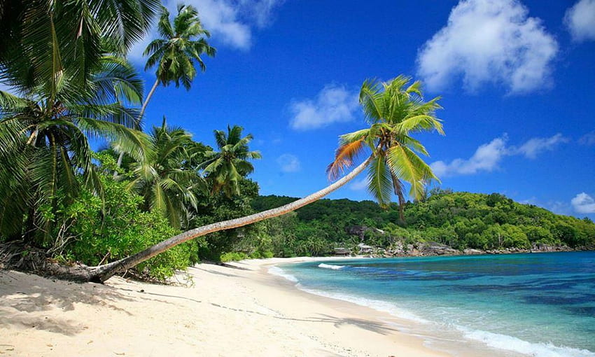 Тропически рай, тропически, палмово дърво, море, без, вълни, синьо небе HD тапет