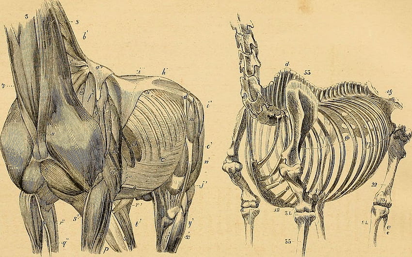 馬の解剖学と生理学 - 解剖学的で疑問のあるイラスト付き - また、馬の解剖学と生理学に関する一連の調査と、 高画質の壁紙