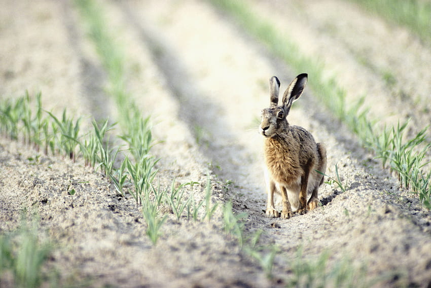 Animals, Field, Hare, Sowing HD wallpaper