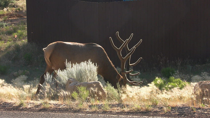 Mature Buck Gazing, Arizona, Buck, Grand Canyon, Nature, Mature, Deer HD wallpaper
