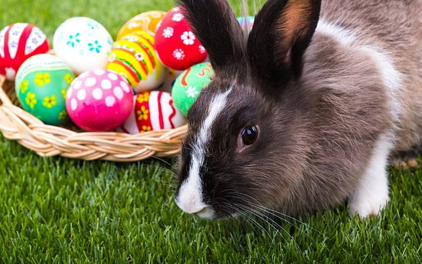 Buona Pasqua, coniglietto, Pasqua, uova, animali Sfondo HD