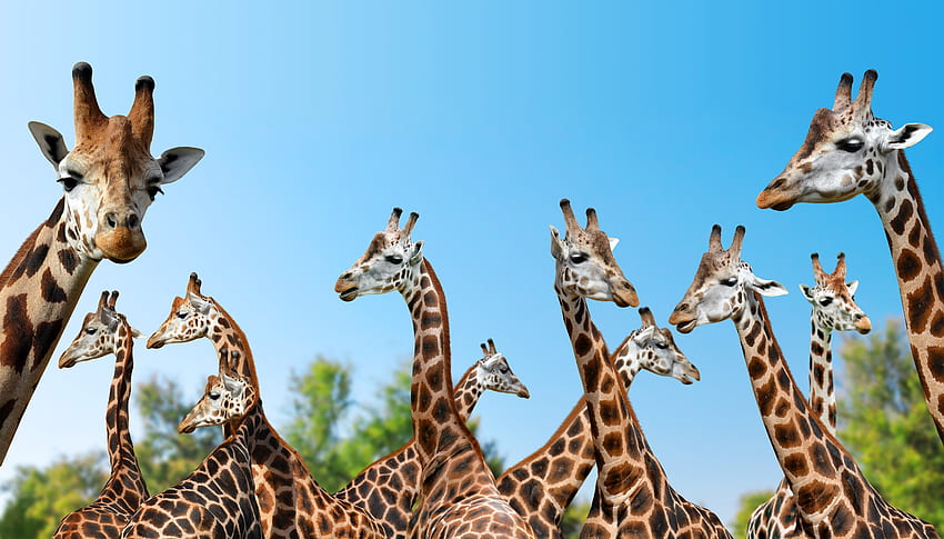 Giraffe, wild animals, spots HD wallpaper