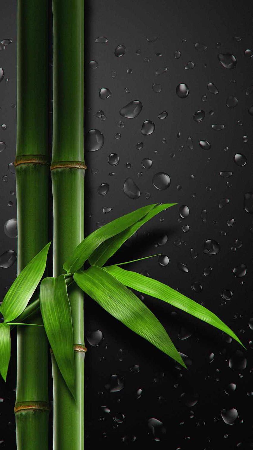 Bamboo Tree iPhone - iPhone - Best of pour Andriod, Bamboo Phone Fond d'écran de téléphone HD