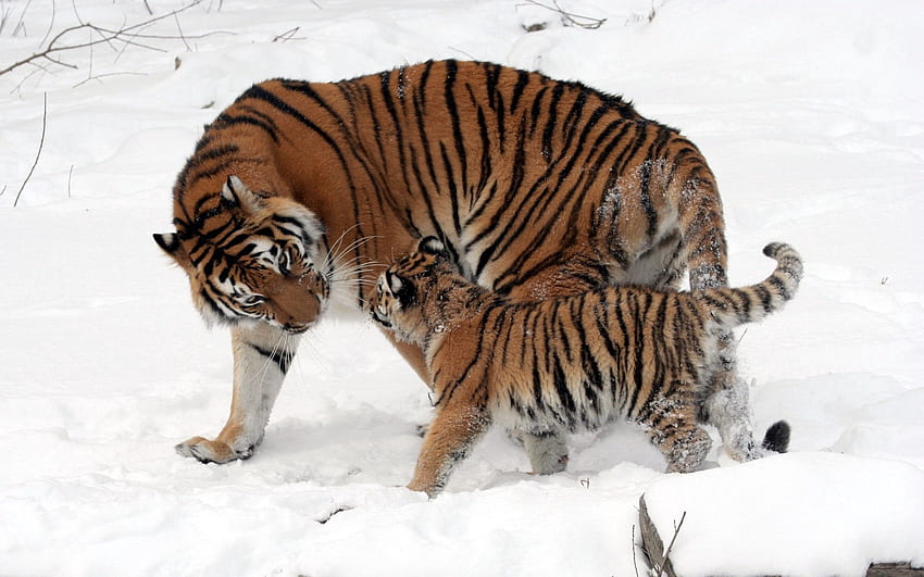 Animals, Tigers, Snow, Young, Stroll, Care, Joey HD wallpaper