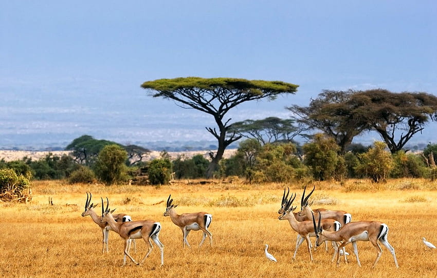 landscape, Savannah, Africa, antelopes, african landscape, Savanna, antelope, safari for , section природа, African Savanna HD wallpaper