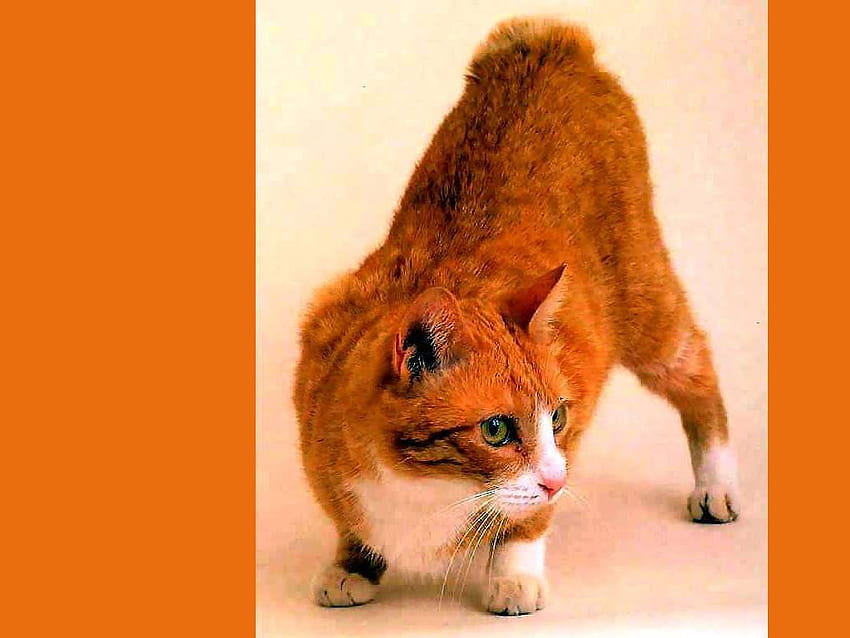 Cat, animal, kitten, pet, orange HD wallpaper