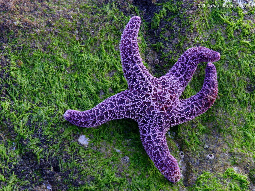 Sea Star Background HD wallpaper | Pxfuel