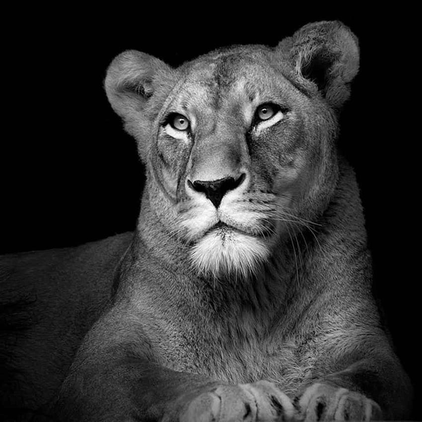Amazing Black And White Animal graphy By Lukas Holas. Animals black and white, Pet portraits, Animal graphy, Lioness Black and White HD phone wallpaper
