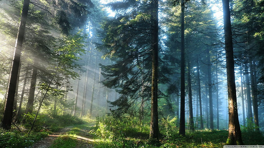 Зелен горски фон 9 - Природен фон Гора - & фон, Пълна гора HD тапет