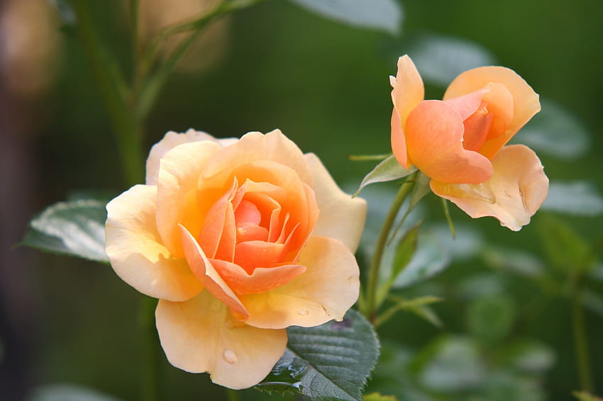 Le rose arancioni fioriscono durante il giorno, foglie, rose, petali, verde, natura, fiori, arancio Sfondo HD