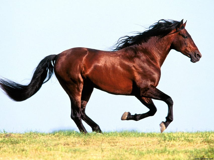 Brown horse, animal, grass, run, horse HD wallpaper