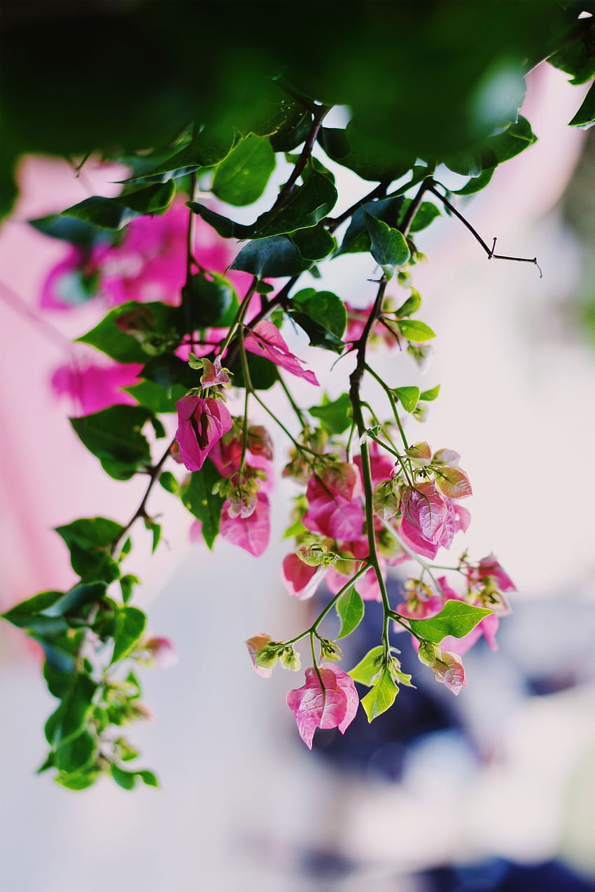 Bunga, Merah Muda, Musim Panas, Tanaman, Mekar, Berbunga wallpaper ponsel HD
