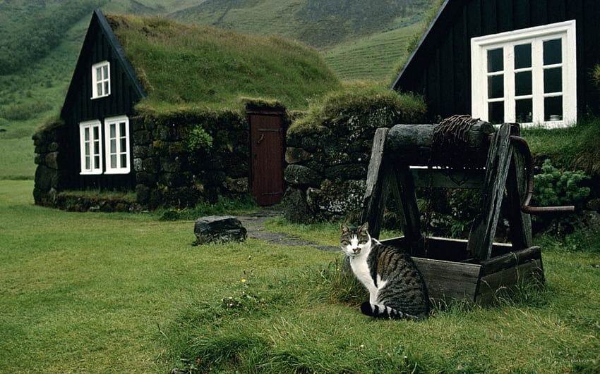 malhado cinza e branco, gato perto de uma casa de campo papel de parede HD