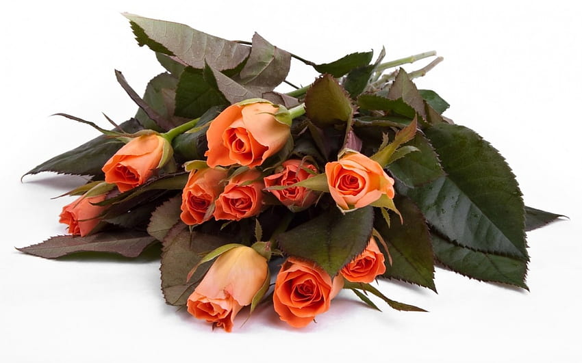 Beautifu Roses สวยงาม ดอกไม้ สีส้ม ดอกกุหลาบ วอลล์เปเปอร์ HD