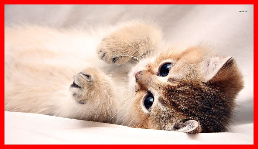 Cute Cat Cute Baby .teahub.io, Sad Cute Cats HD wallpaper | Pxfuel