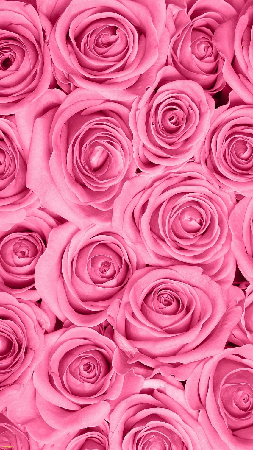 Pink Rose, Pink Roses Phone HD phone wallpaper