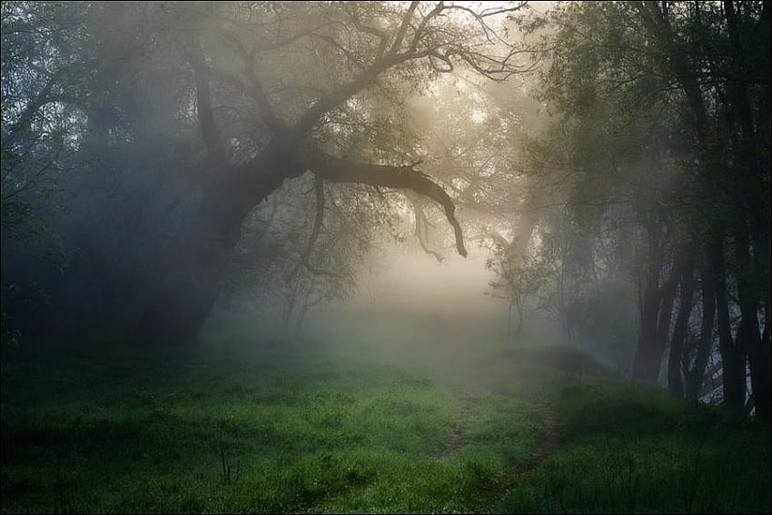 Trees In Morning Mist, mist, morning, trees, forests, nature HD wallpaper