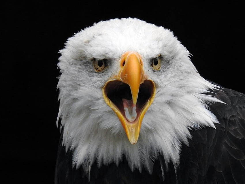 Bald eagle for Android, Bald Eagle Cool HD wallpaper