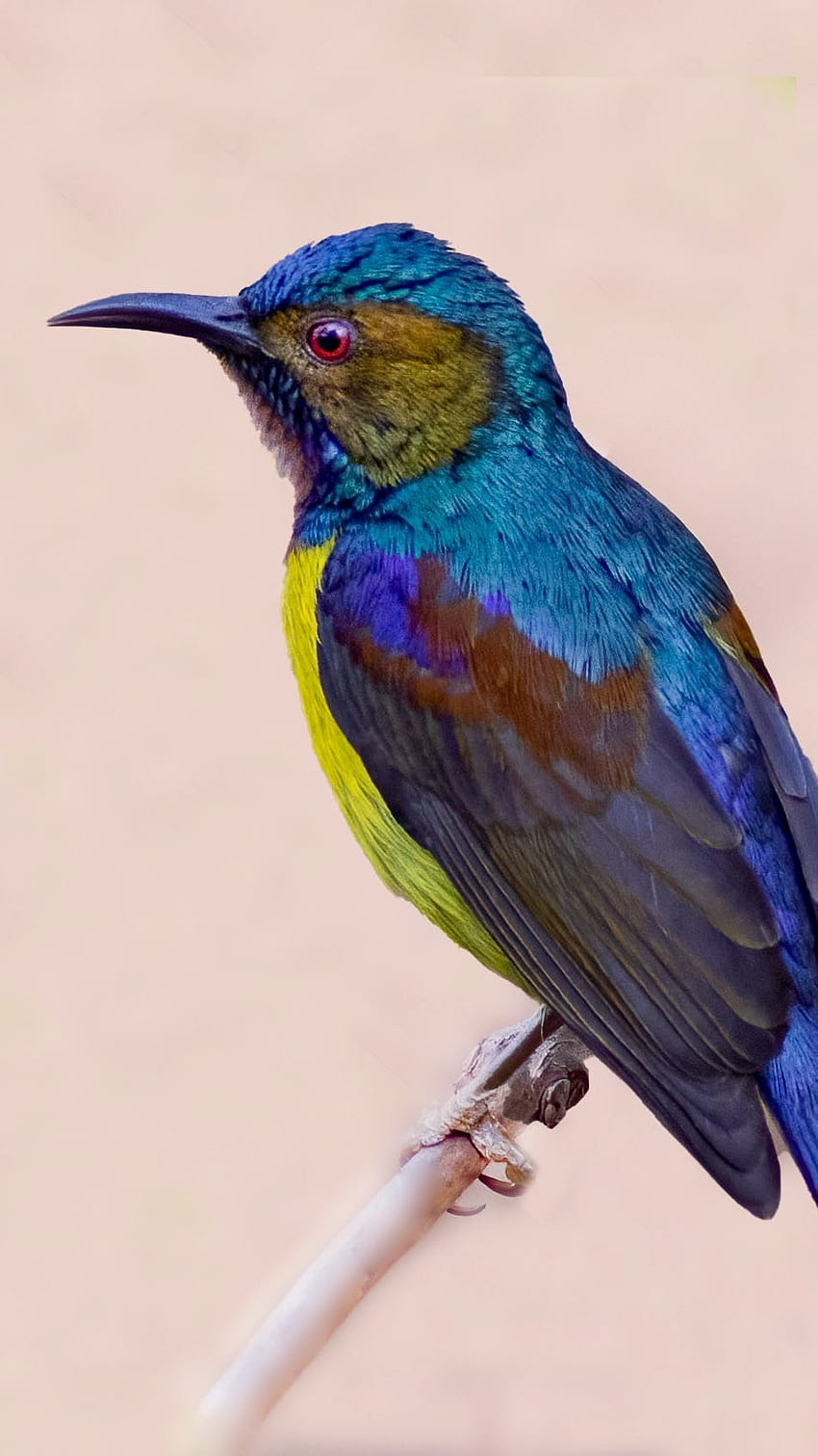 Sunbird, Bird HD phone wallpaper
