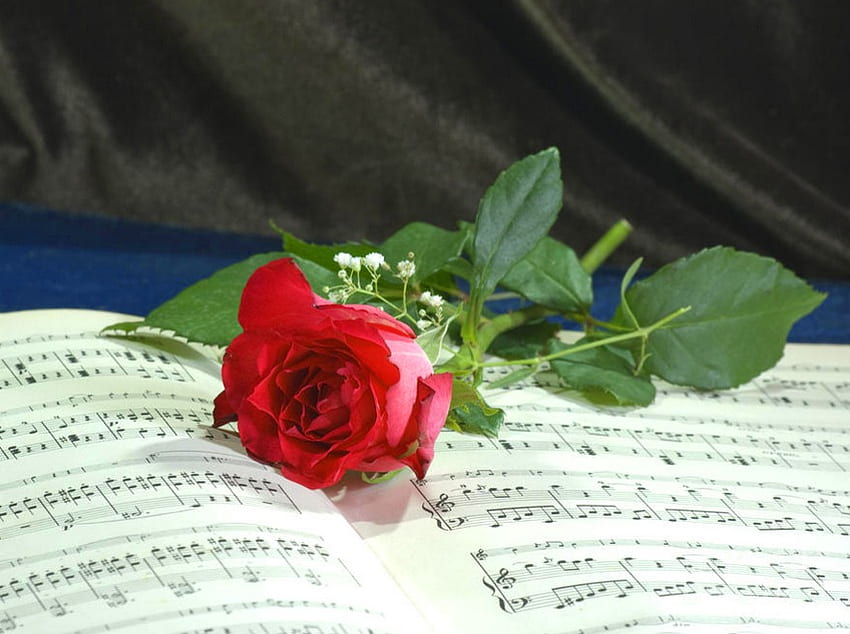 Bravo, kompozytor, notatki, bravissimo, muzyk, bravo, samotny, róża, muzyka, kwiat, czerwony, kompozytor Tapeta HD