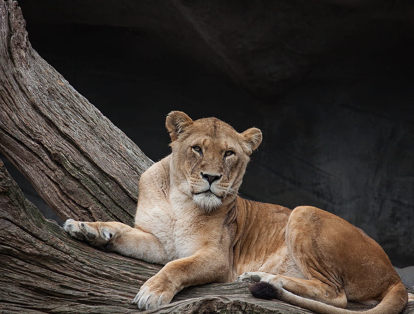 Animals, Lies, Lion, Predator, Lioness HD wallpaper