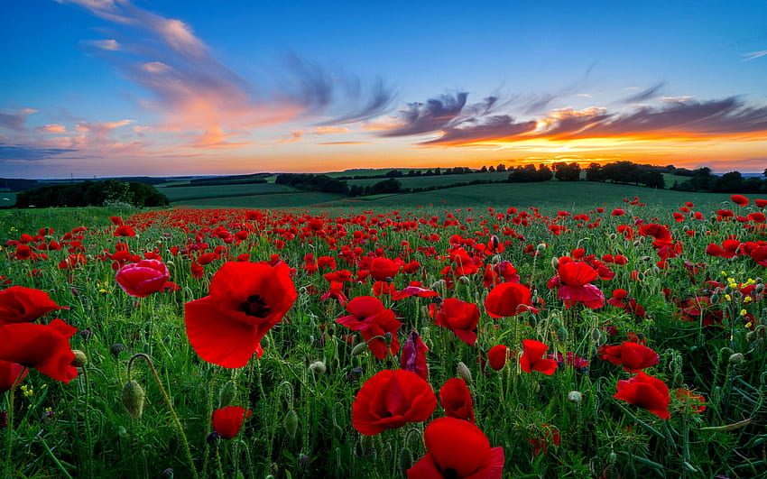 Sunset field, summer, poppies, field, beautiful, flowers, sunset, fiery HD wallpaper