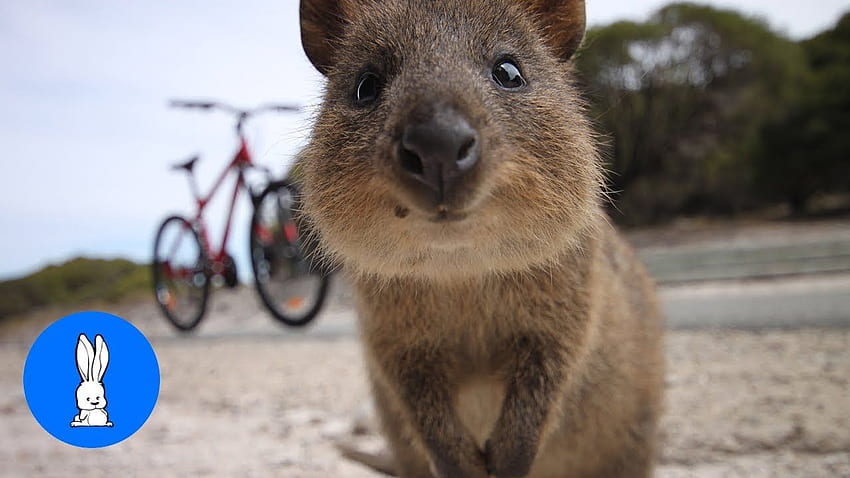 Quokka - high quality for mobile HD wallpaper