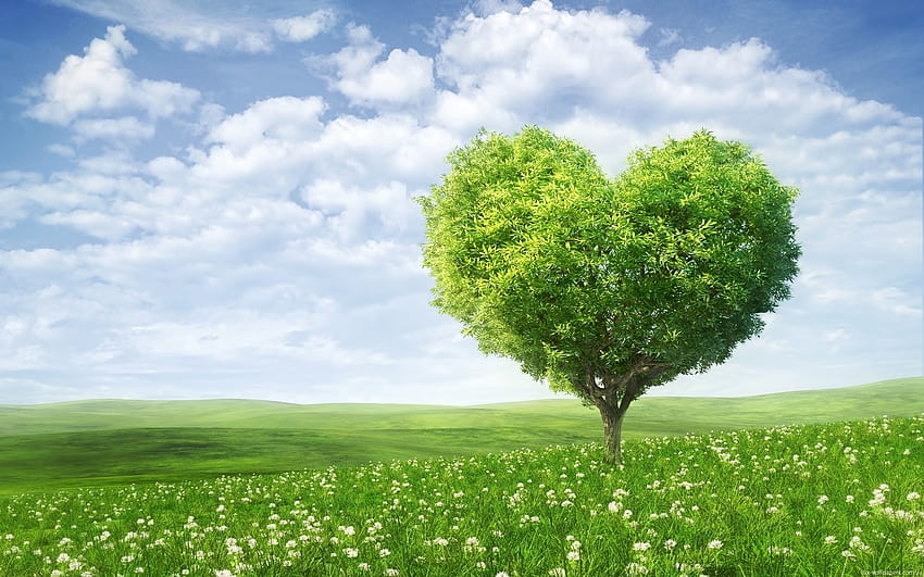Dia dos Namorados, Paisagem, Plantas, Feriados, Árvores, Campos, Céu, Corações, Nuvens, Amor papel de parede HD