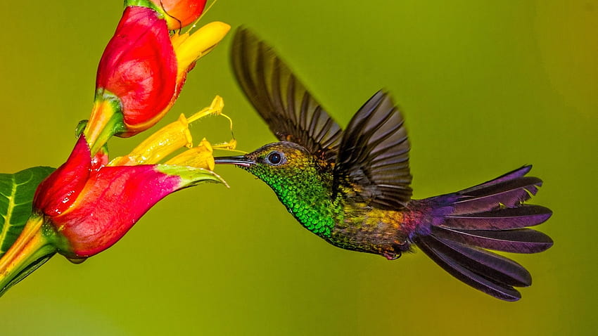 HummingBird, animal, nature, flower HD wallpaper