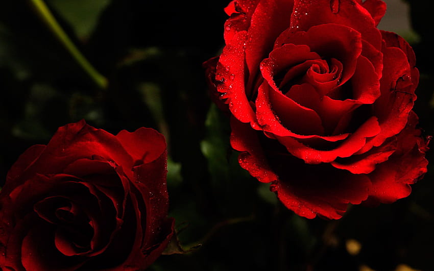 Lush. Red roses, Red Rose Laptop HD wallpaper