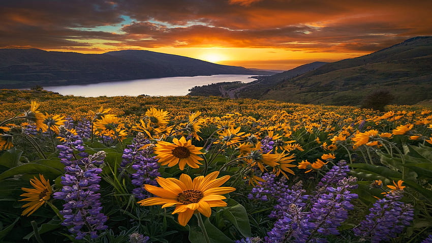 Дефилето на река Колумбия, Орегон, диви цветя, пейзаж, дървета, небе, цветя, планини, слънце, залез, САЩ HD тапет