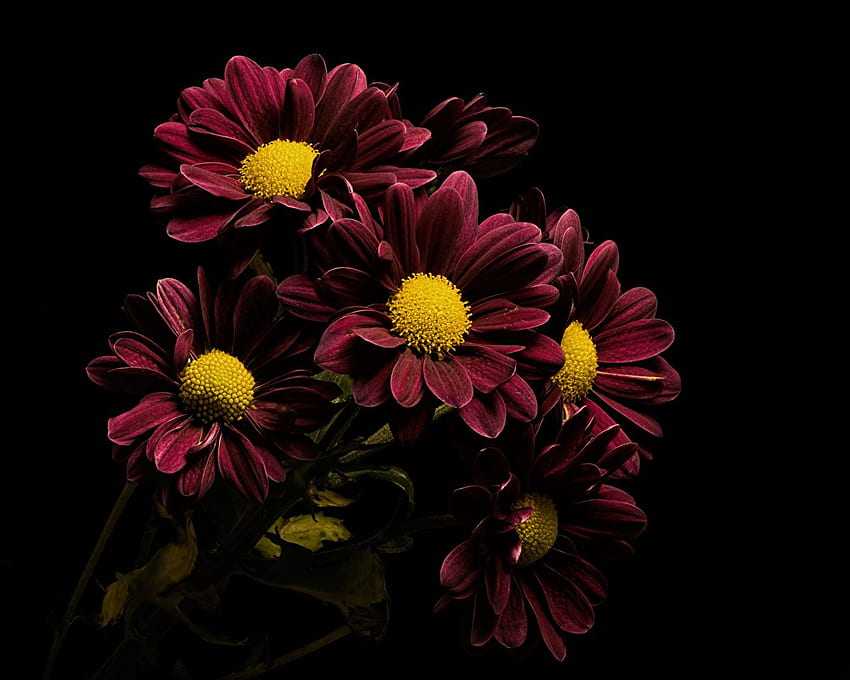 Burgundy flower Chrysanthemums HD wallpaper | Pxfuel