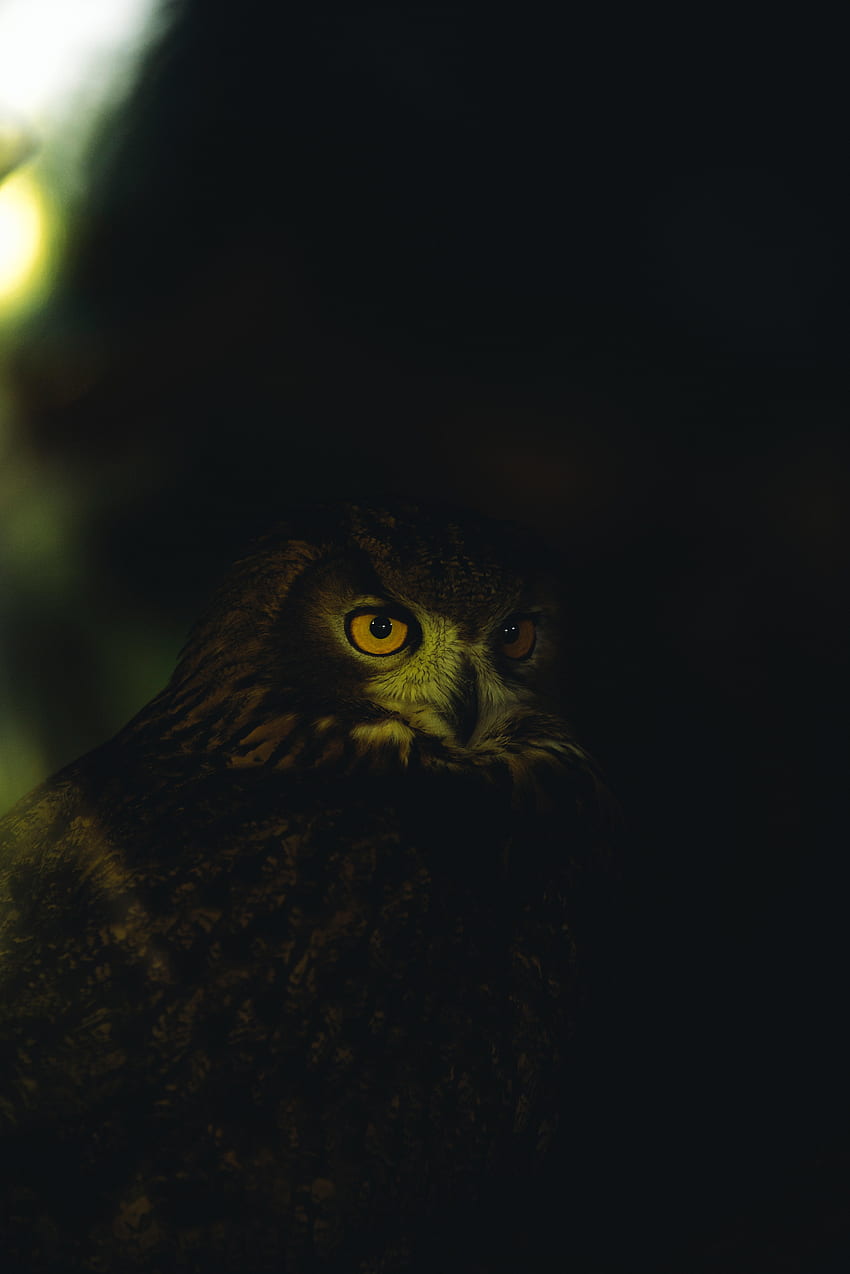 동물, 올빼미, 깃털, 어두운, 눈 HD 전화 배경 화면
