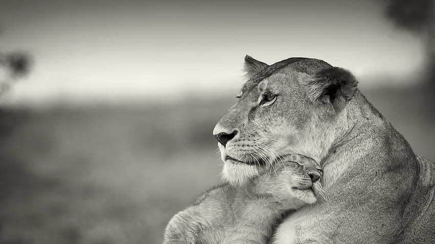 Lion, Couple, Wool, Cub, Black And White - Lioness Cub Black And White HD wallpaper