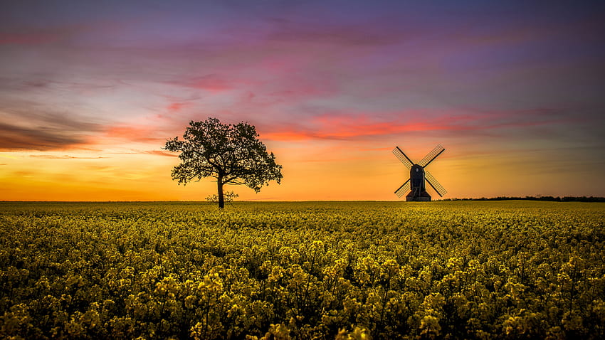 Yellow Rapeseed Flowers Field Tree Branches Windmill Under Blue Sky In Silhouette Background Flowers HD wallpaper