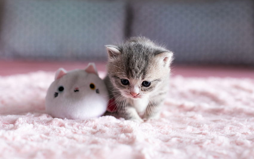 Kitten, Cute Baby Kitten HD wallpaper | Pxfuel