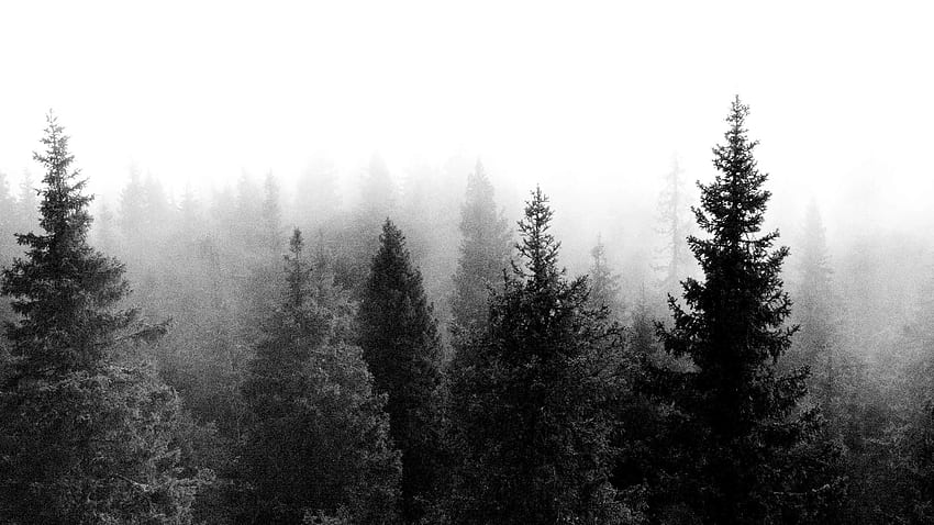 Black And White Forest HD wallpaper
